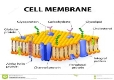 Клеточная мембрана иллюстрация вектора. иллюстрации насчитывающей мембрана  - 66657789